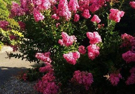 crape myrtle